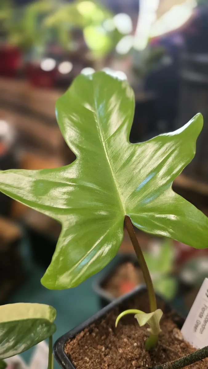 A glossy, lobed green philodendron leaf with a new leaf unfurling beneath it