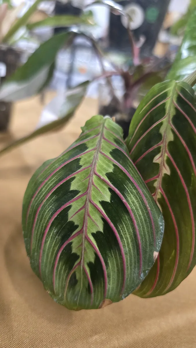 A maranta plant with green and magenta striped leaves