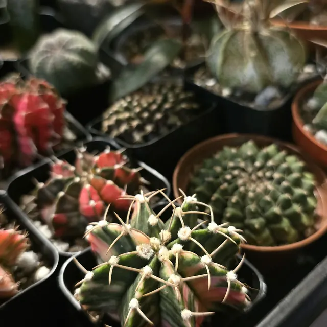 A tray of small cacti and succulents for trade