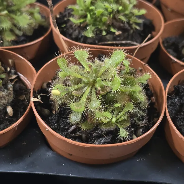 Sundew plants growing in terracotta pots