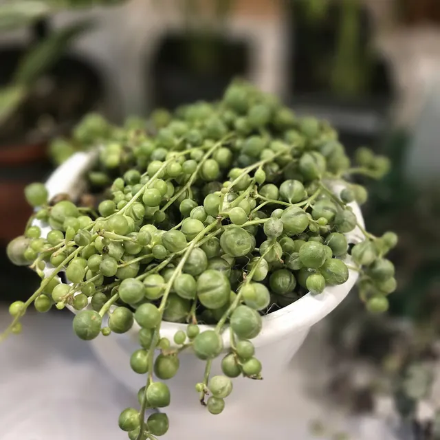 A bowl of string-of-pearls plant